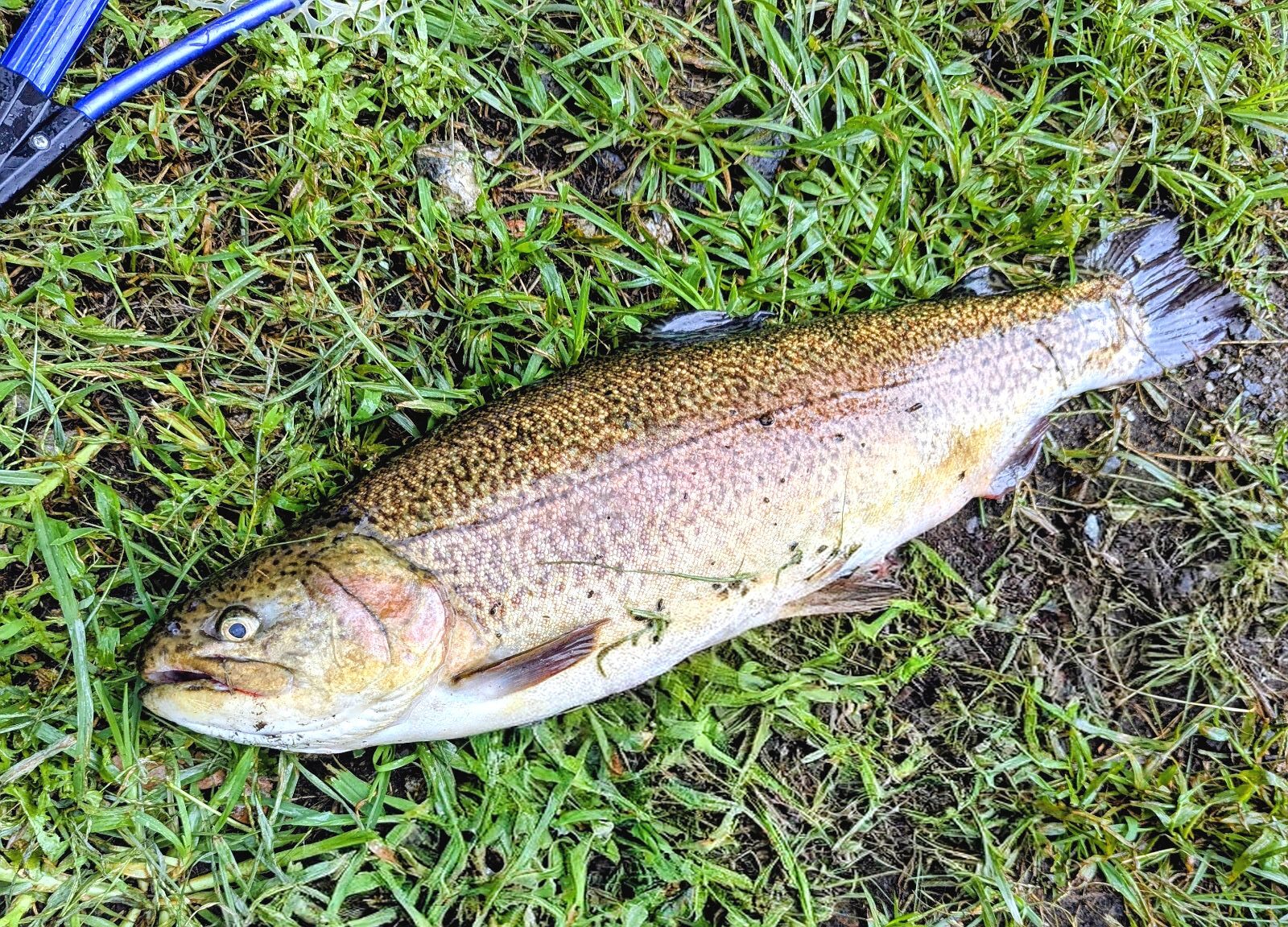 60up-rocktrout
