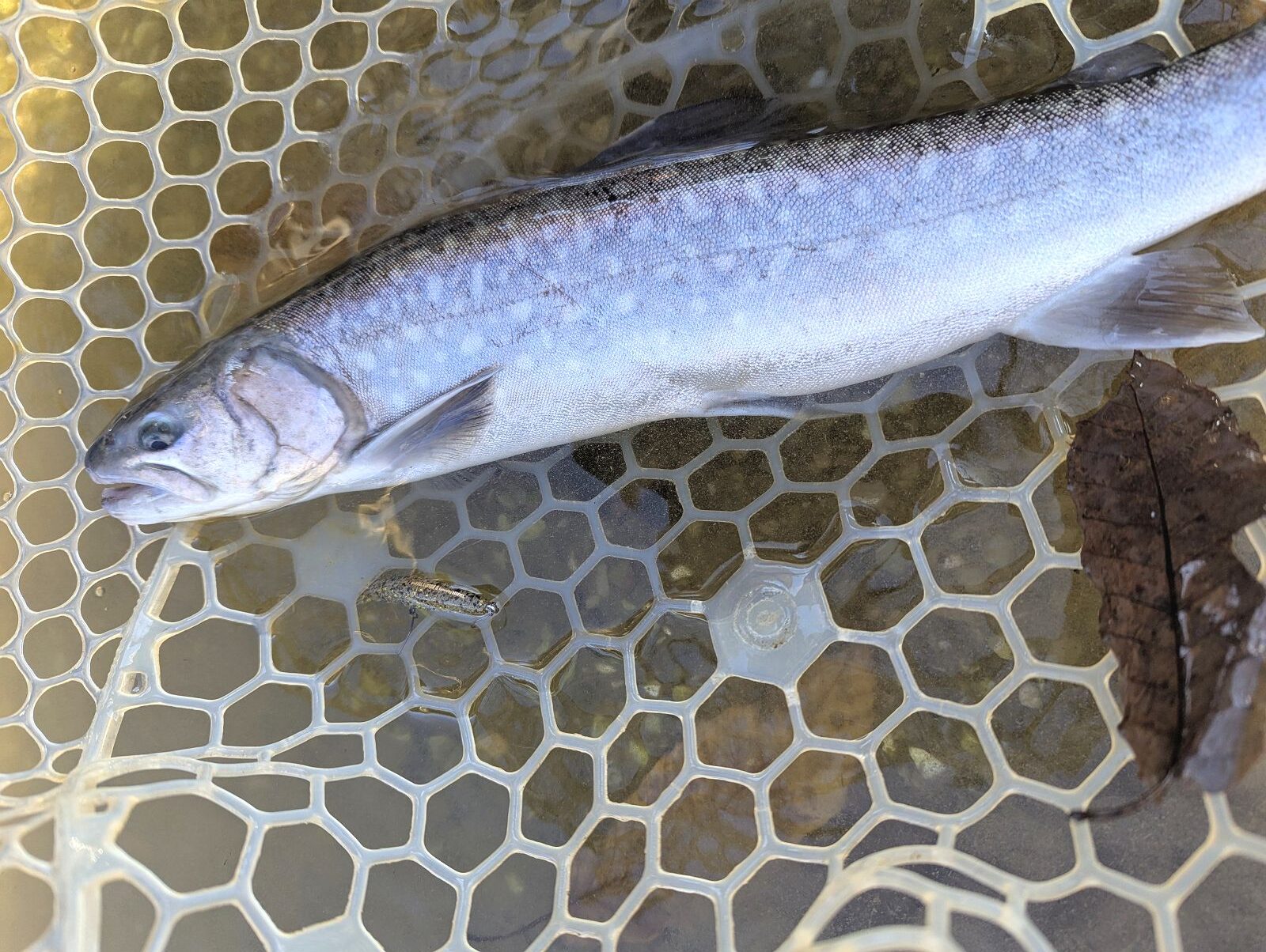 瑞浪フィッシングエリア岩魚