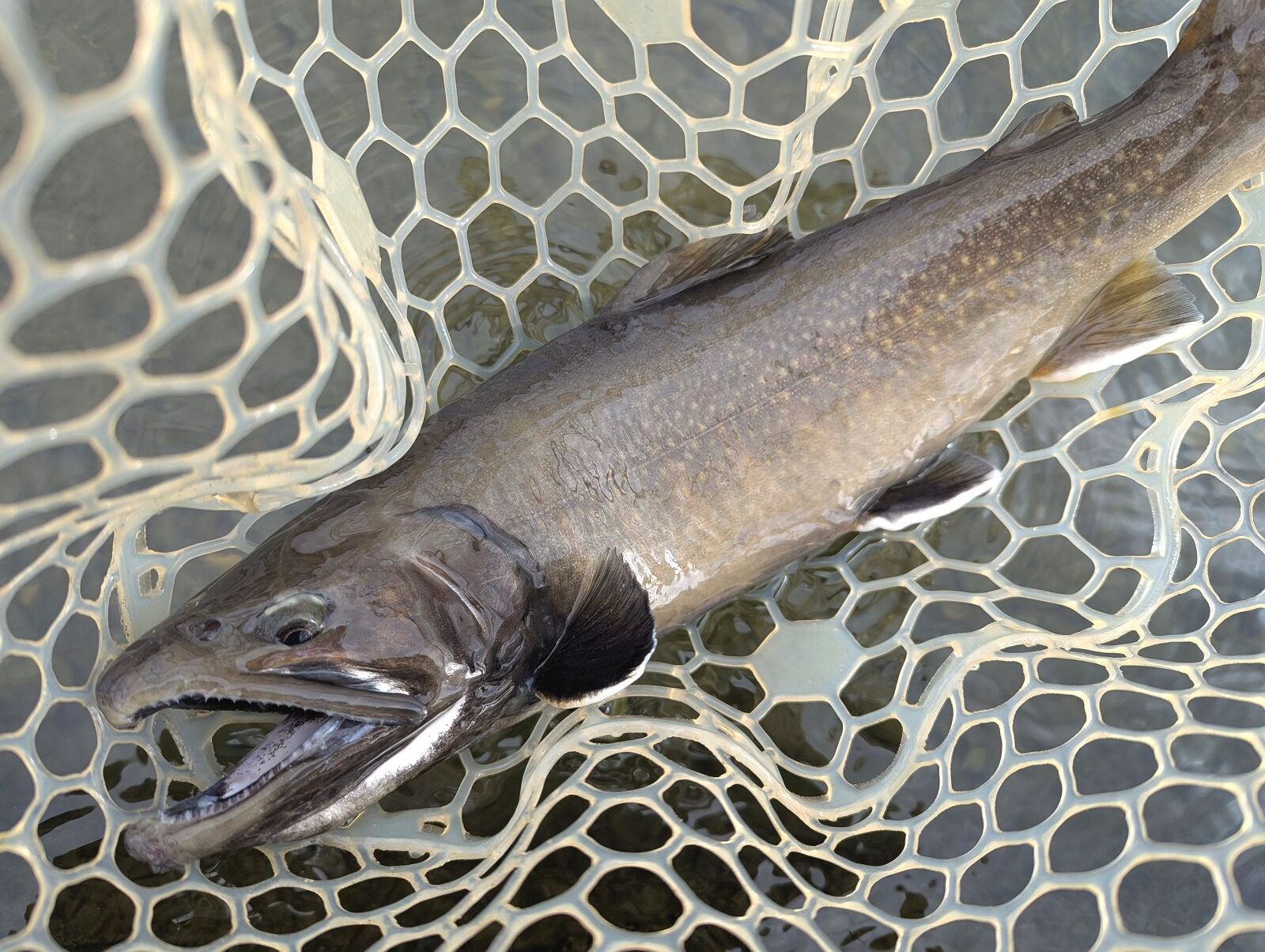 月見ヶ原FCイワナ