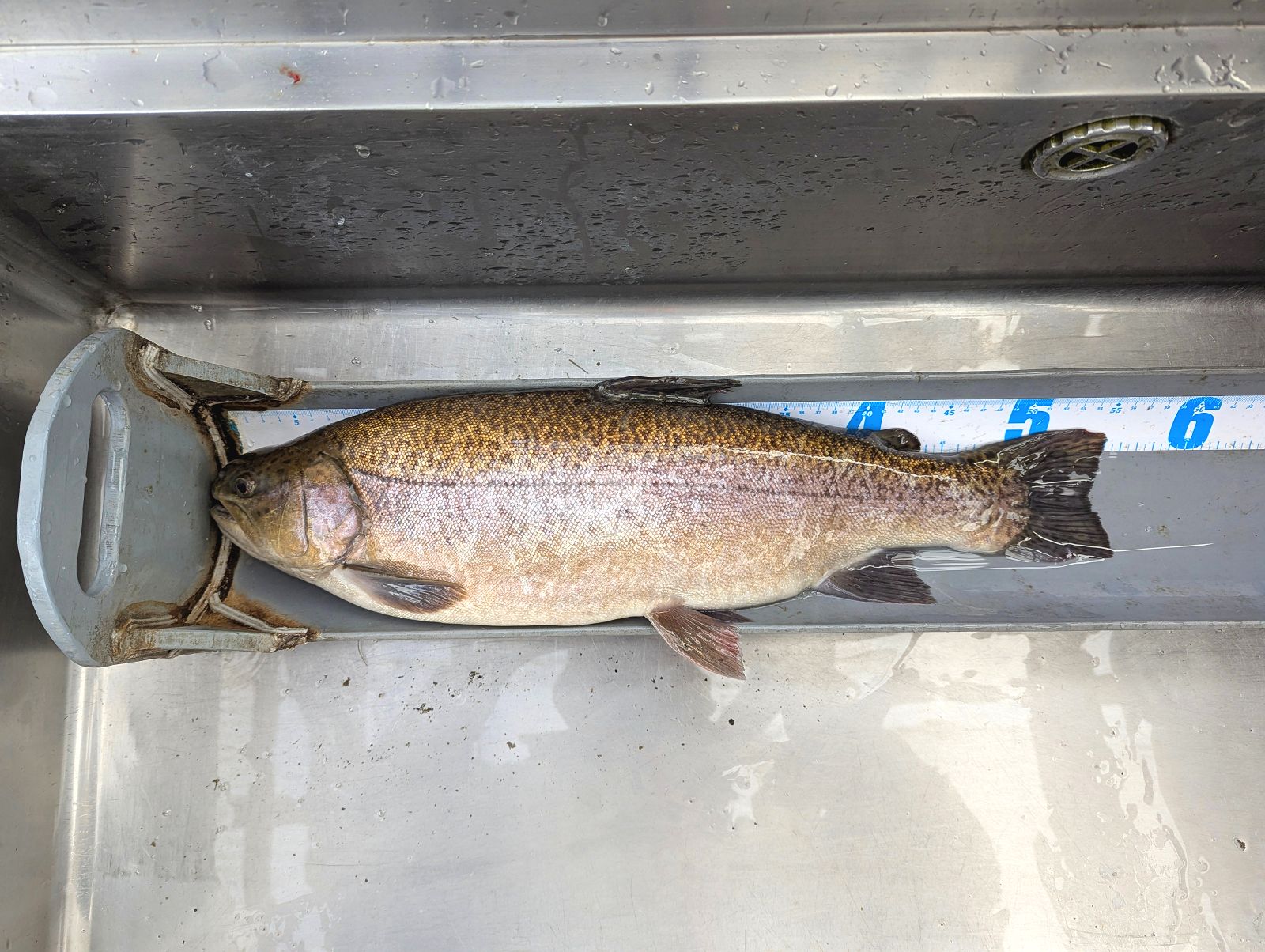 大型ロックトラウト