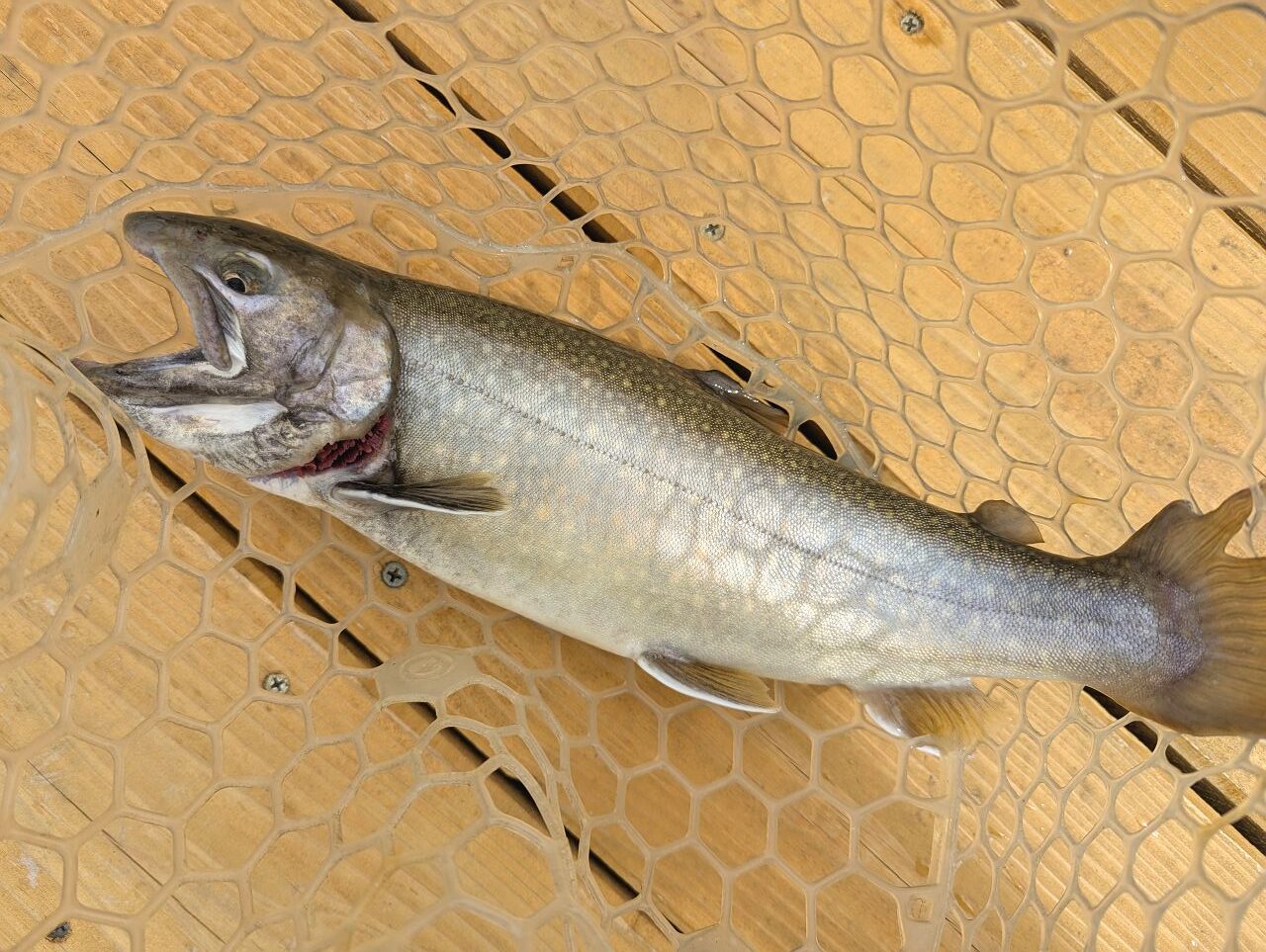 つりり瑞浪イワナ