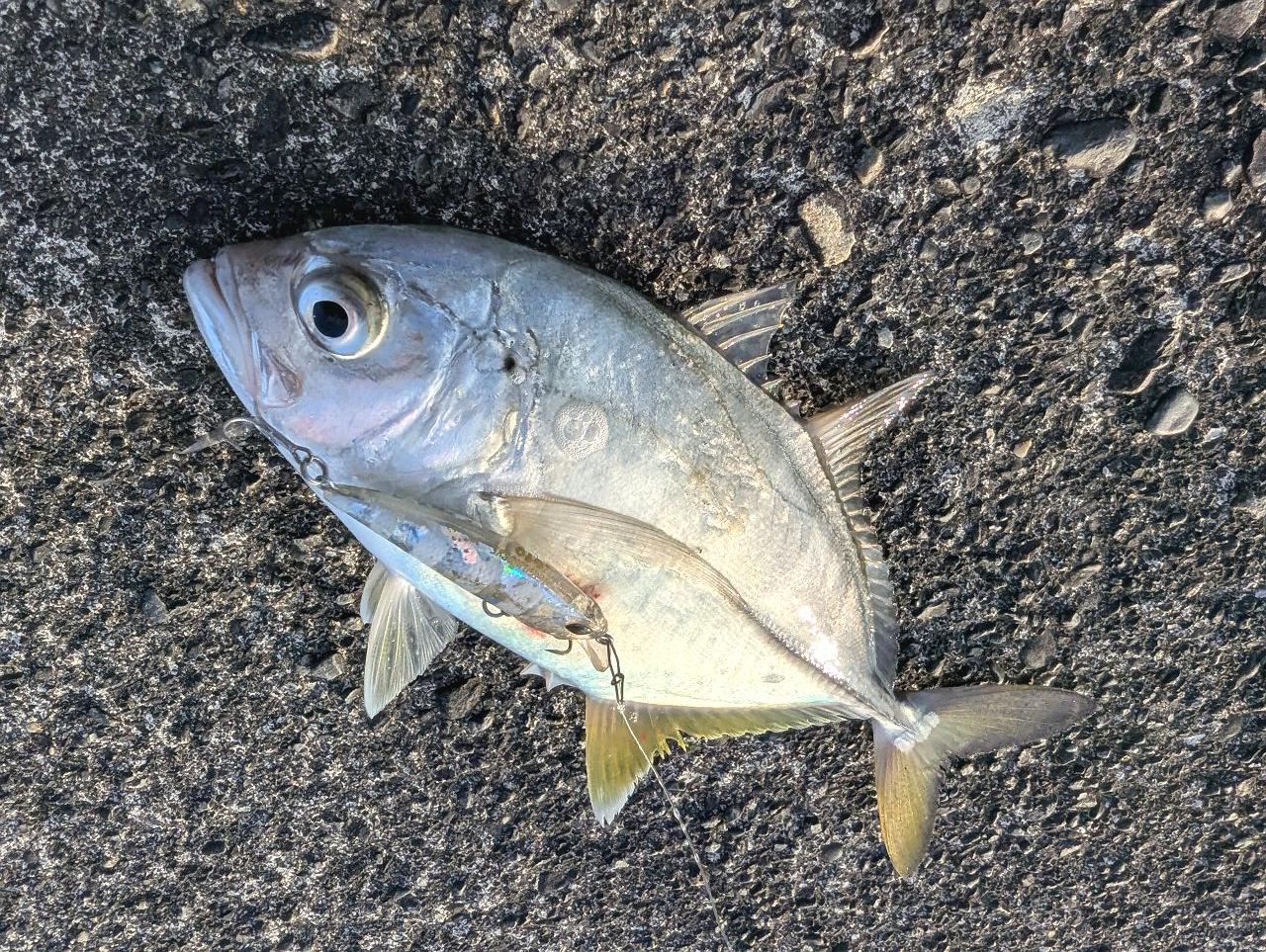 駿河湾メッキ