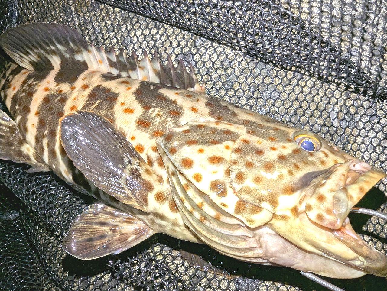 チャイロマルハタ